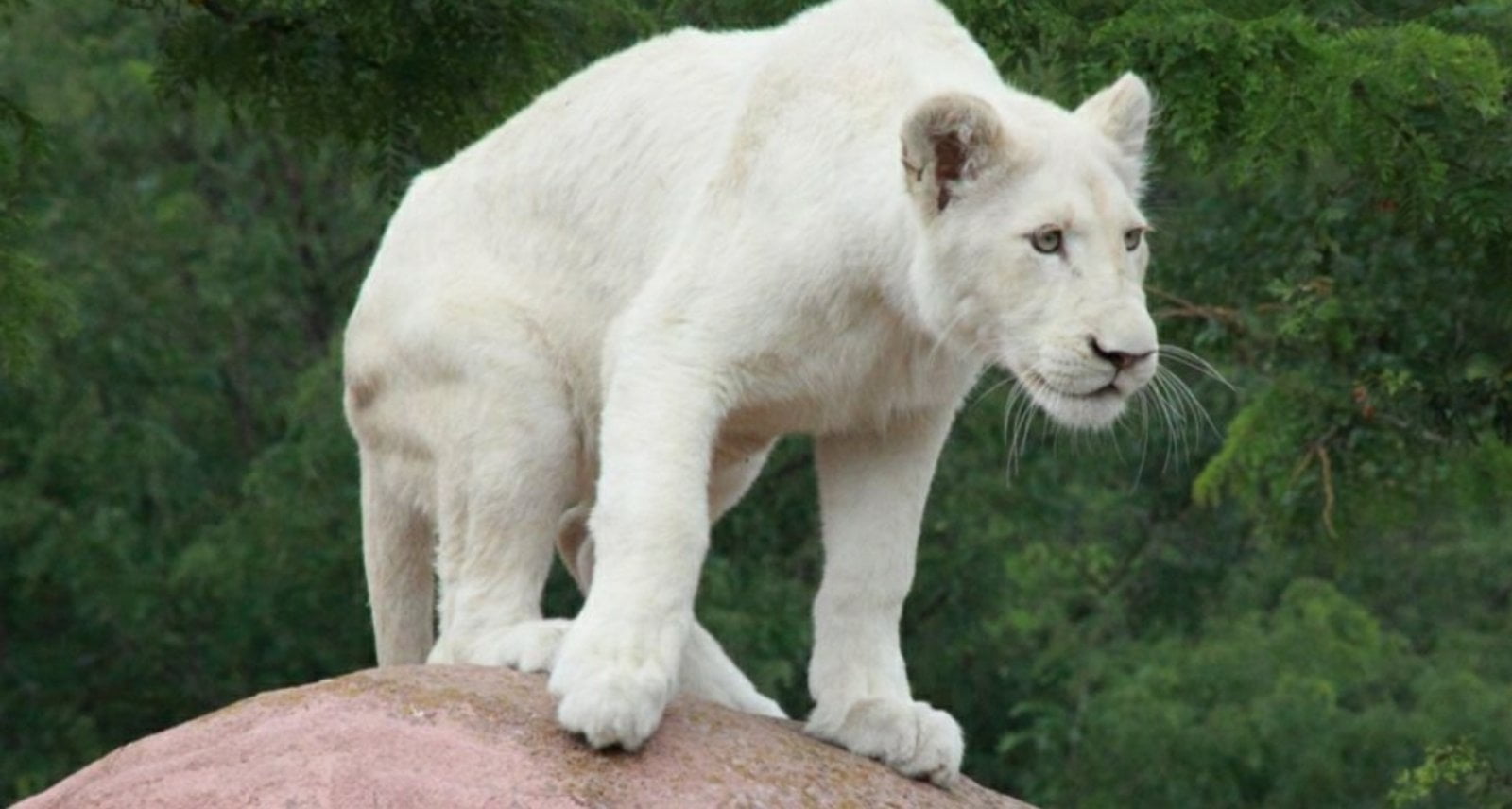 Пантера альбинос